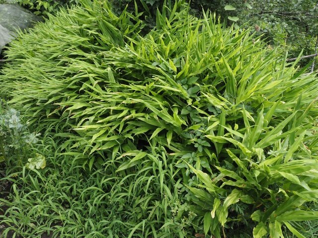 202108031145 茗荷 w1024 P8030187.jpg