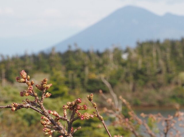 202206011533 ミネザクラと岩手山 w1024 P6010577.jpg