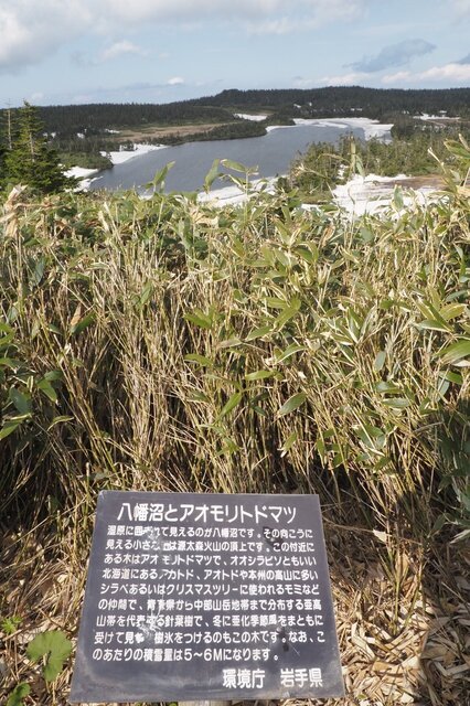 202206011550 アオモリトドマツ h1280 P6010651.jpg