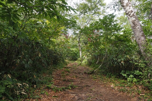 202209130946 登山道 w1280 P9130138.jpg