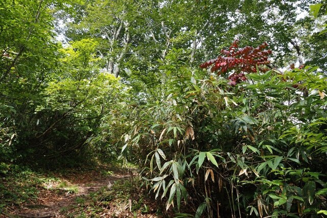 202209130952 登山道 w1024 P9130140.jpg