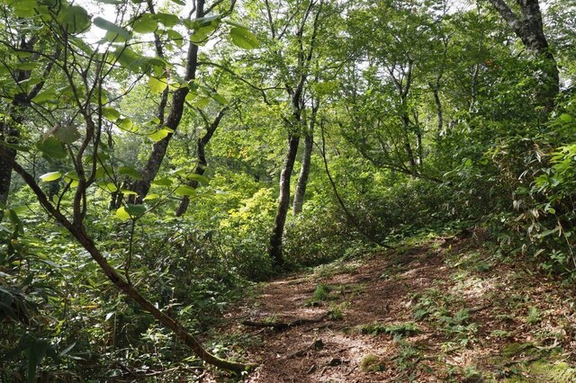 202209131000 登山道 w1024 P9130143.jpg