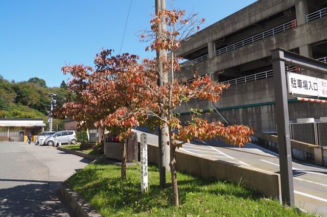 202210011239 市役所すぐ前 w1024 PA010125.jpg