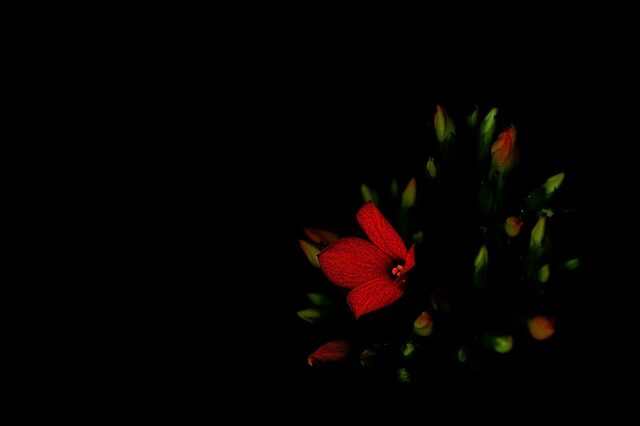 202401221017 カランコエの花火 w1920P1220043.jpg