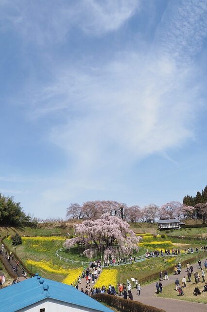 202404111001 滝桜 h1280 P4110753.jpg