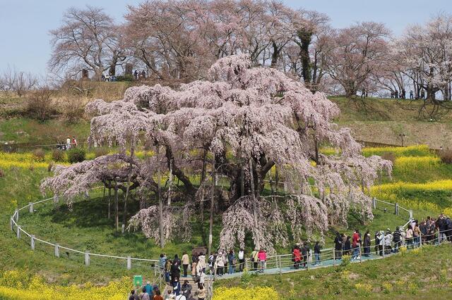 202404111001 滝桜 w1920 P4110746 ojx74.jpg