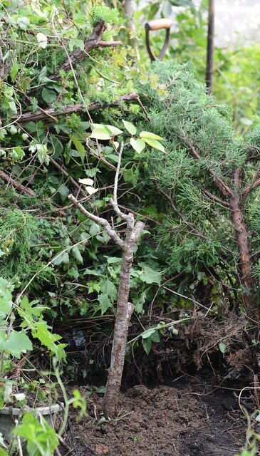 202407121802 雅桜 h1280 DSC_4916.jpg
